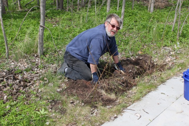 Jim planterar vildrosor (2)